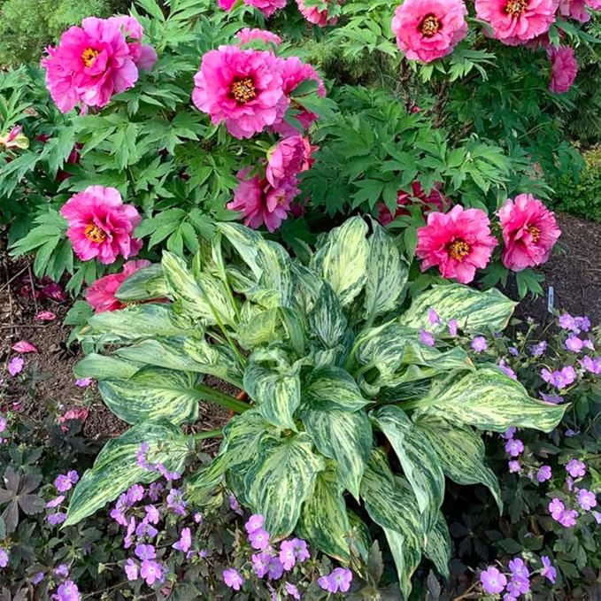 315+ Perennial Mix Color Hosta Seeds for Planting in Outdoor Garden
