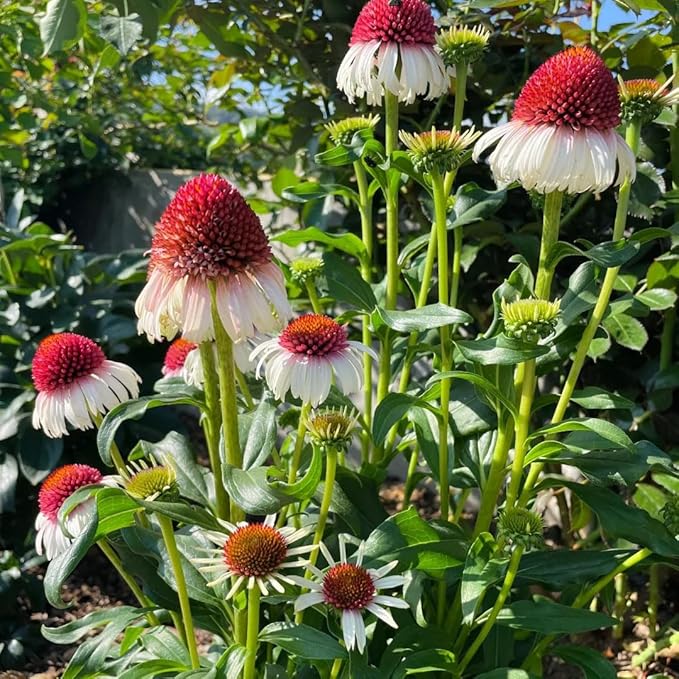 1000+ Echinacea Purpurea Seeds for Planting, Mixed Color Echinacea Coneflower Seeds, Perennial Cone Flower Seed for Home Garden, Potted Decoration