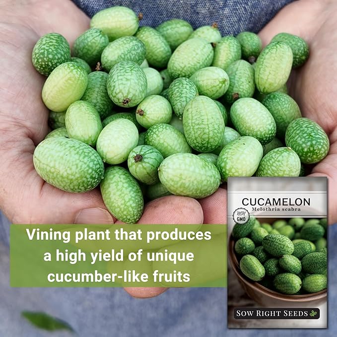 Sow Right Seeds - Cucamelon Seeds for Planting - Non-GMO Heirloom Packet with Instructions to Plant an Outdoor Home Vegetable Garden - Mini Bitter Mouse Melon, Mexican Sour Gherkin - Rare Variety (1)