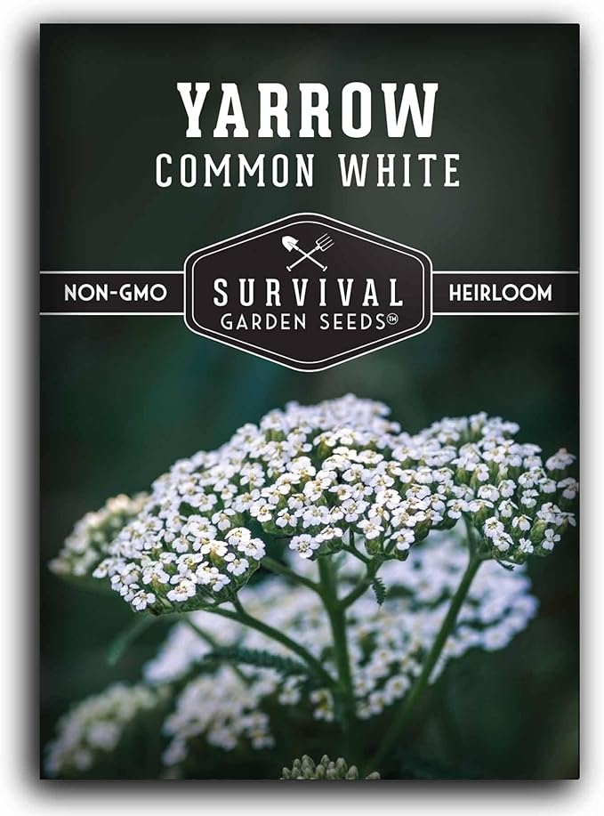 Yarrow Seeds for Planting - White Common Heirloom Medicinal Herb Seeds for Dye & Pollinator Gardens, Easy to Grow Perennial Flowers - Survival Garden Seeds (1 Pack)