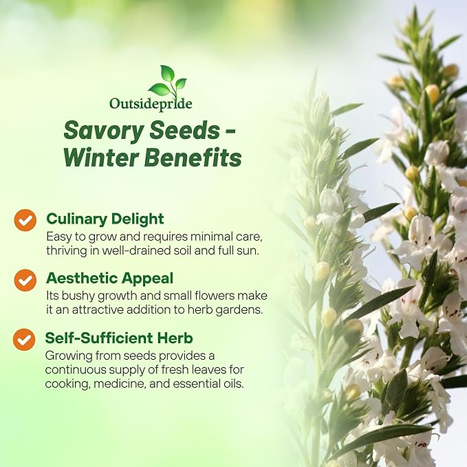 Outsidepride Winter Savory Seeds - 1000 Pcs Perennial Culinary Herb Seeds for Planting with Aromatic Leaves, Drought Tolerant & Compact for Container, Raised Bed, & Kitchen Herb Garden
