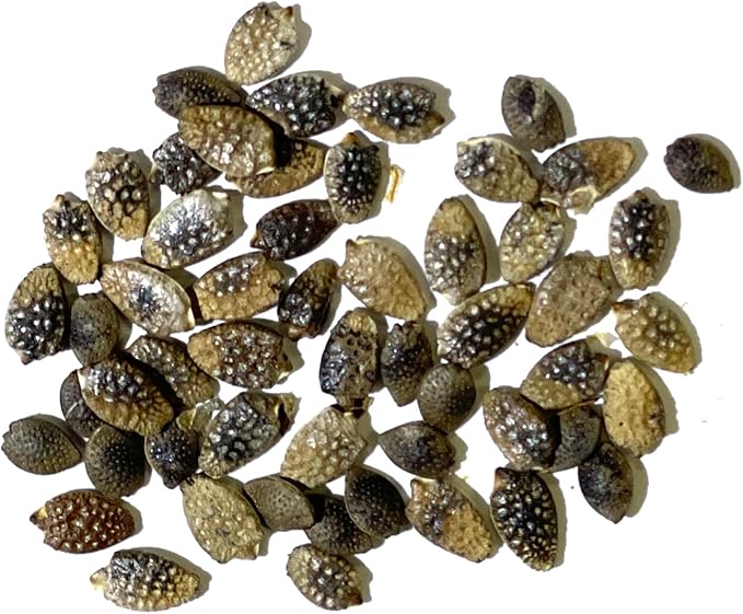Seed Needs, Purple Passion Flower Seeds - 30 Heirloom Seeds for Planting Passiflora edulis - Annual Heirloom & Open Pollinated Vine/Climber Produces Exotic Blooms (5 Packs)