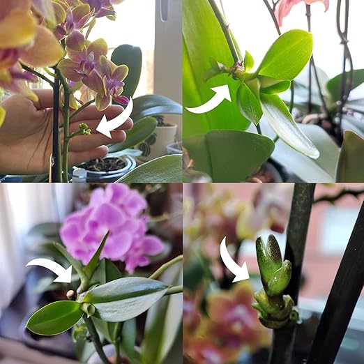 Keiki Cloning Paste - Special Cytokinin Formula Gives a New Baby Orchid (Keiki) in Weeks - Can Be Used on All Kinds of Orchids and Also House Plants (2 Pack)