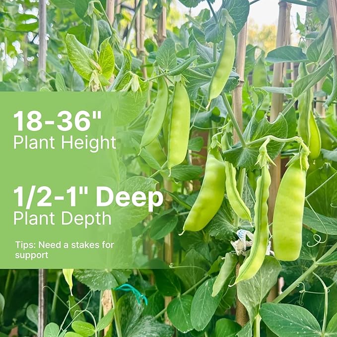 Sugar Snap Pea Seeds for Planting | Organic Non-GMO Vegetable Seeds for Planting Home Garden Indoor & Outdoor | Cool Season Crop,Super Productive