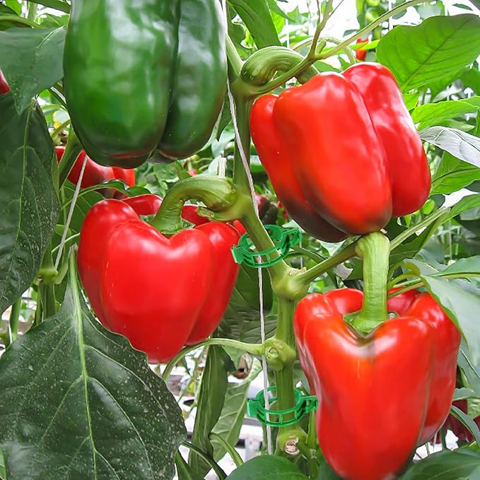 60Pcs Tomato Hooks with String with 33.3ft Twine & Tomato Clips, Tomato Holder Hooks to Prevent Tomatoes from Pinching or Falling Off（Green）