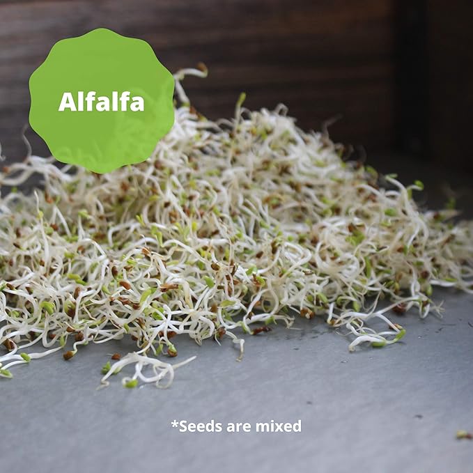 Handy Pantry Organic Salad Sprouting & Microgreens Mix – 2.5 LB – Non-GMO, High-Germination Blend of Alfalfa, Broccoli, Lentil, Mung Bean & Radish Seed – Fresh, Crisp Sprouts & Nutritious Micro Green