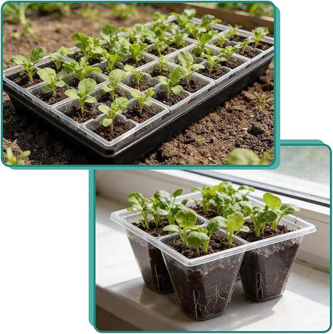 80 Pack Reusable 4-Cell Clear Seed Starter Trays - Extra Large Drainage Holes, Easy Transplant, Clear Transparent Tray for Root Observation, Seed Starting, Fits Standard 1020 Flats