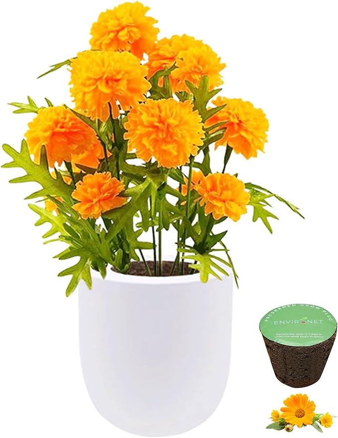 Hydroponic Growing Kit, Self-Watering Garden Starter Kit with White Ceramic Pot and Seeds, (Marigold)
