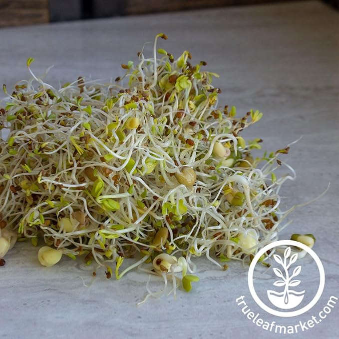 Handy Pantry Organic Salad Sprouting & Microgreens Mix – 16 Oz – Non-GMO, High-Germination Blend of Alfalfa, Broccoli, Lentil, Mung Bean & Radish Seed – Fresh, Crisp Sprouts & Nutritious Micro Green