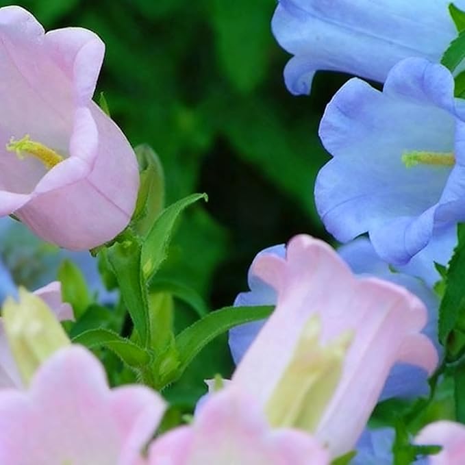300+ Campanula Canterbury Bells Flower Seeds for Planting, Mixed Color Campanula Flower Seed, Biennial Non-GMO Beautiful Flower Seed for Small Garden Border, Home Outdoor