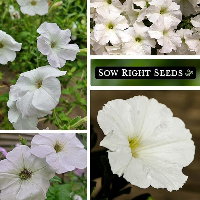 Sow Right Seeds - Snowball Petunia Seeds for Planting Outdoors - Non-GMO Heirloom Variety - Dwarf Flower - Easy to Grow White Petunias - Ideal for Flower Beds, Garden Borders, Containers (2)