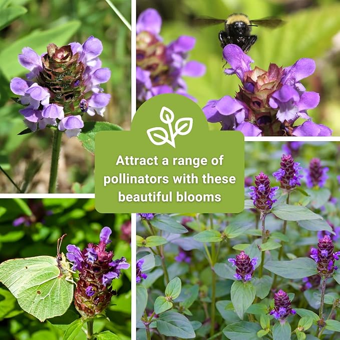 Sow Right Seeds - Heal-All Seeds for Planting - Self Heal Prunella Vulgaris - Non-GMO Heirloom Medicinal Herb - Grow Your Own Wildflower Garden - Attracts Pollinators - Easy to Grow in Gardens (3)