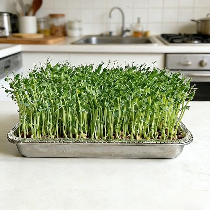 Stainless Steel Sprouting Trays -3pack, Seed Sprouter Growing Tray Microgreens Growing Kit, Plant Germination Tray with Filter Pad Mesh Mat ,Bean Sprout Grower for Beans Broccoli Alfalfa Wheat Grass