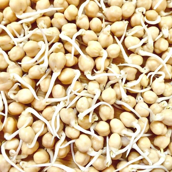 Todd's Seeds Protein Bean Sprouting Seed Mix; Green Pea, Mung Bean, Adzuki, Garbanzo, Non-GMO, Chemical Free, High Germination (1/4 Pound)