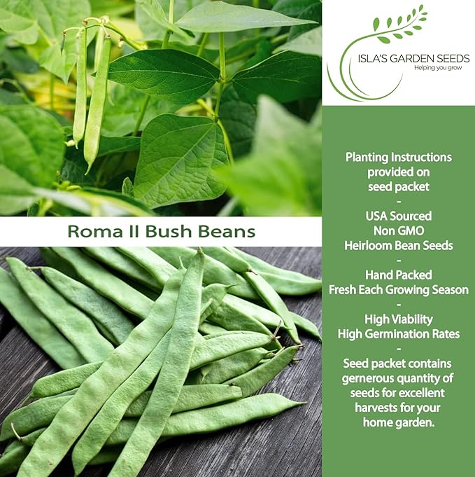 Roma II Italian Bush Bean Seeds (Phaseolus vulgaris) – 30+ Heirloom Non GMO Seeds by Isla’s Garden Seeds – Delicious Flat Green Pods for Home Vegetable Gardens, Easy to Grow Bush Beans, Gift Idea