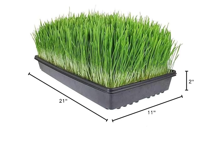 Living Whole Foods 20 Pack of Durable Black Plastic Growing Trays (Without Drain Holes) 21" X 11" X 2" - Flowers, Seedlings, Plants, Wheatgrass, Microgreens & More