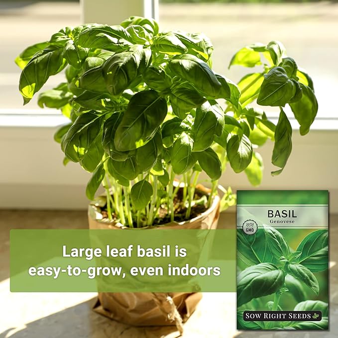 Sow Right Seeds - Genovese Sweet Basil Seed for Planting - Non-GMO Heirloom Packet with Instructions to Plant and Grow a Kitchen Herb Garden - Indoors or Outdoor - Great for Hydroponic Gardening (3)
