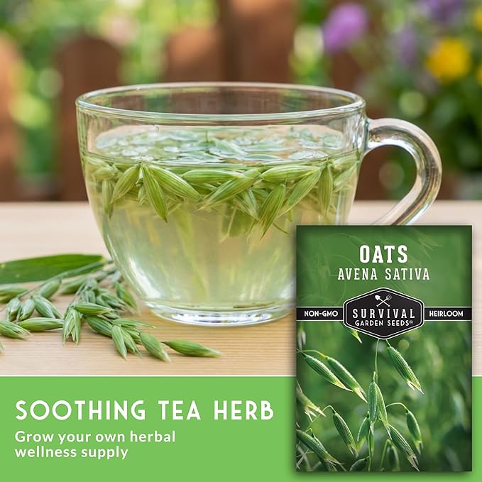 Oat Seeds for Planting – Heirloom Avena Sativa Milky Oats Medicinal Herb & Oatstraw for Tea, Tinctures, and Cover Crops – Heirloom Non-GMO Seeds – Survival Garden Seeds (1 Pack)