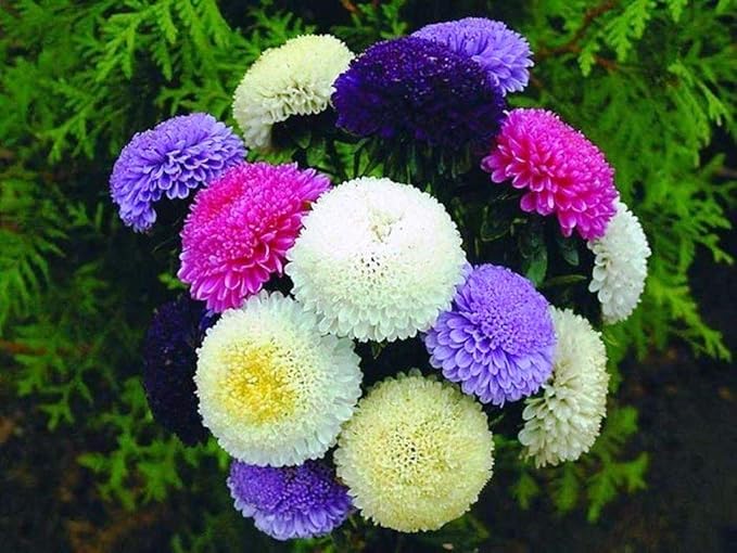 Seeds Aster Pompon Mix Giant Flower Annual Outdoor Garden Cut for Planting Non GMO