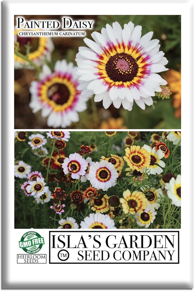 Painted Daisy Flower Seeds (Chrysanthemum carinatum) – 500+ Non-GMO Heirloom Seeds by Isla’s Garden Seeds, Bold Multicolor Blooms, Great for Borders, Pollinator-Friendly, Cottage Gardens