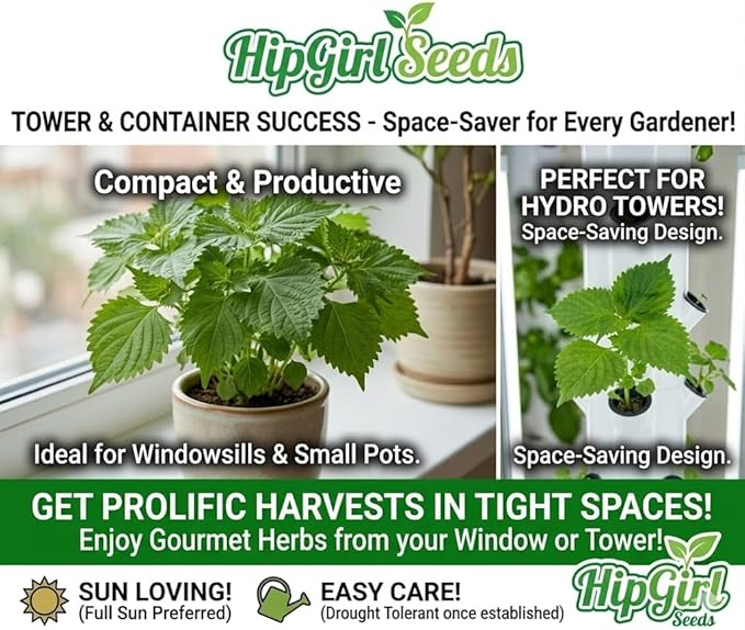 200ct+ Perilla/Shiso Seed for Planting,Non GMO Seeds Heirloom Vegetable Seed for Planting.Great Hydroponic Seeds for Pods(Shiso Herb Seeds #3,日本紫苏,Green Ohba Ao,1g)