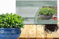 Outsidepride Sorrel Seeds - 10,000 Pcs Perennial, Easy-to-Grow, Drought and Frost Tolerant Herb & Microgreens for Culinary Use, Pollinator Gardens, and Outdoor Landscaping