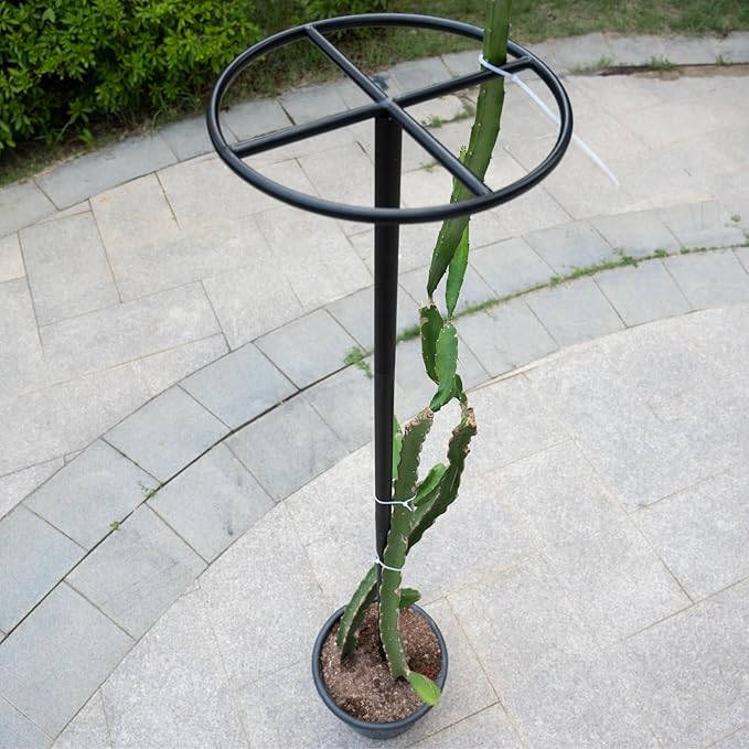 60-Inch Dragon Fruit Trellis - 2 Durable Metal Supports for Climbing Plants, Easy to Assemble Outdoor Garden Trellis for Dragon Fruit Enthusiasts