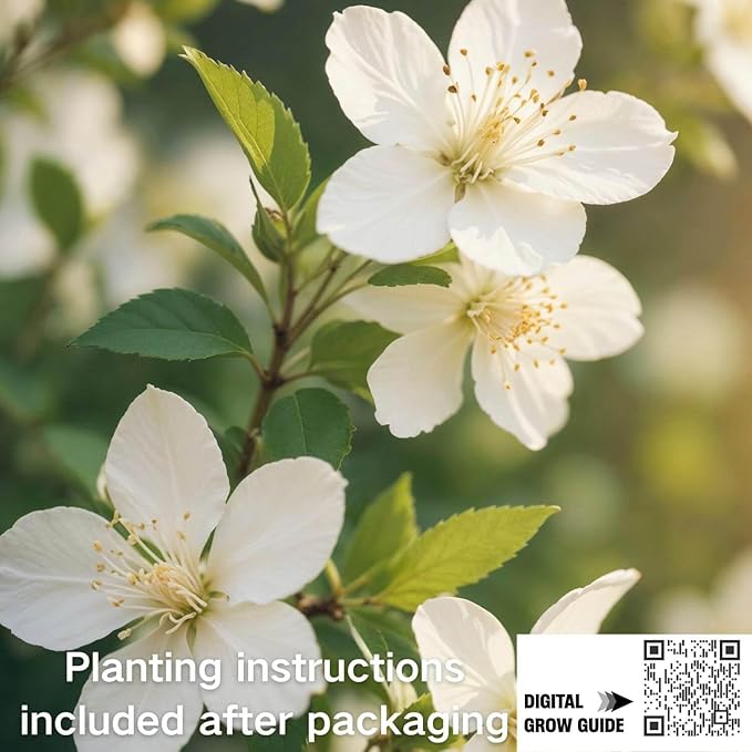 400+ Climbing Jasmine Flower Seeds for Planting – Easy to Grow, Non-GMO, High Germination Fragrant Flowers for Home Garden, Balcony, Trellis, Fence, Vertical Garden Decor