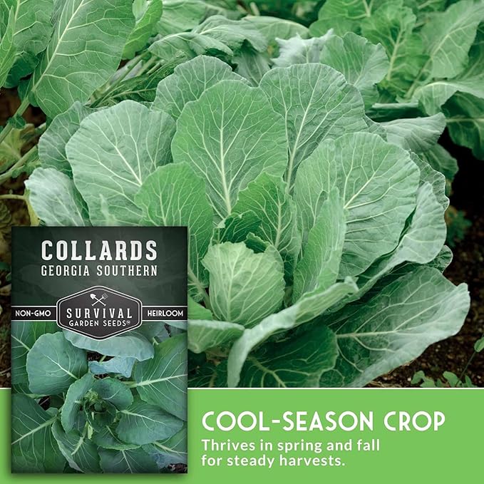Collard Green Seeds for Planting | Georgia Southern Heirloom Non-GMO Variety | Leafy Greens for Home Vegetable Gardens - Survival Garden Seeds (1 Pack)