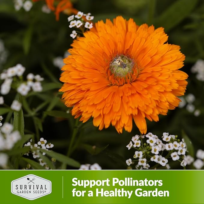 Greenheart Mix Calendula Seeds for Planting – Rare Heirloom Pot Marigold with Unique Green-Centered Blooms – Edible Flowers, Medicinal Herb, Pollinator Friendly – Survival Garden Seeds (1 Pack)