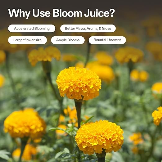 VIVOSUN All-in-One Concentrated Plant Additive NutriBoost (0-0-1) All-Purpose Liquid Fertilizer and Bloom Juice (0-6-4), Flowering Supplement Liquid Fertilizer for Flowering Stage, Concentrated Plant
