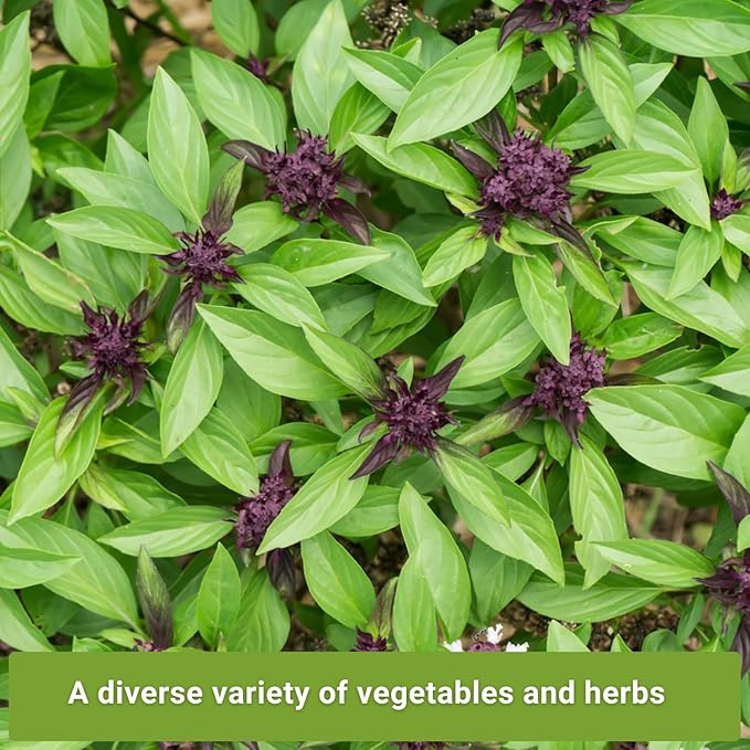 Sow Right Seeds - Asian Greens Seed Collection for Planting - Includes Thai Basil, Bok Choy, Chinese Celery, Tat SOI & Yu Choy Sum - Non-GMO Heirloom Varieties to Plant and Grow Indoors or Outdoors