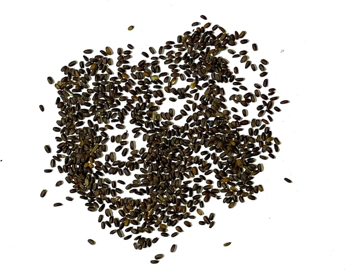Seed Needs Anise Hyssop Seeds for Planting Agastache foeniculum - Non-GMO Heirloom & Untreated - Grow a Medicinal/Culinary Herb Garden for Tea & Essential Oils (1 Pack)