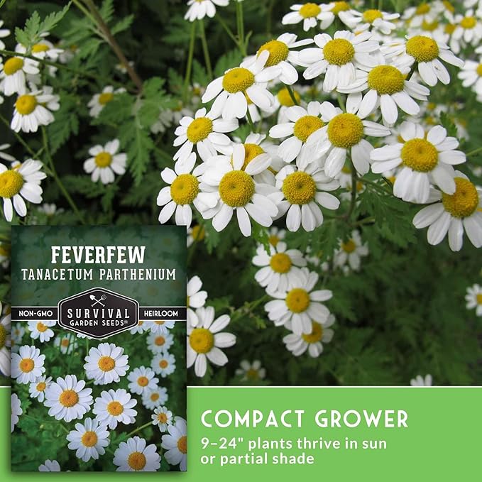 Feverfew Seeds for Planting - Perennial Daisy-Like Flower Herb, Pollinator Friendly Garden, Easy to Grow Traditional Herb - Heirloom Non-GMO Open Pollinated - Survival Garden Seeds (2 Pack)