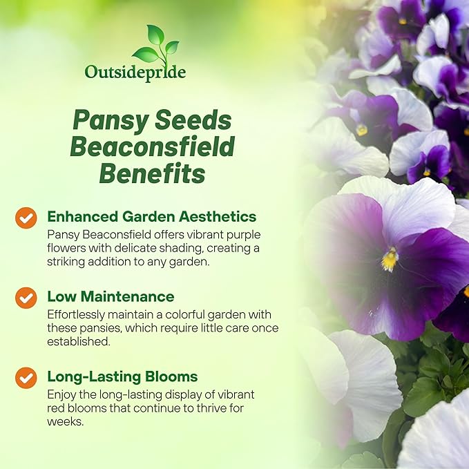 Outsidepride Purple & White Bicolor Beaconsfield Viola Pansy Seeds for Planting - 1,000 Pcs. Cold-Hardy & Pollinator Friendly Flowers with Fragrant Blooms for Garden Beds, Borders & Container Displays