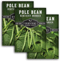 Survival Garden Seeds - Kentucky Wonder Pole Bean Seed for Planting - 3 Packets with Instructions to Plant and Grow Green Snap Beans in Your Home Vegetable Garden - Non-GMO Heirloom Variety