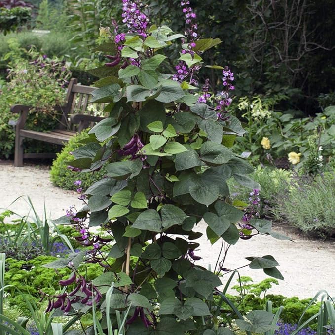 Outsidepride Green Lablab Hyacinth Bean Vine Seeds - 100 Pcs Perennial, Fast Growing Vegetable Seeds for Planting with Fragrant Foliage for Garden & Edible Flower and Pods for Culinary Uses