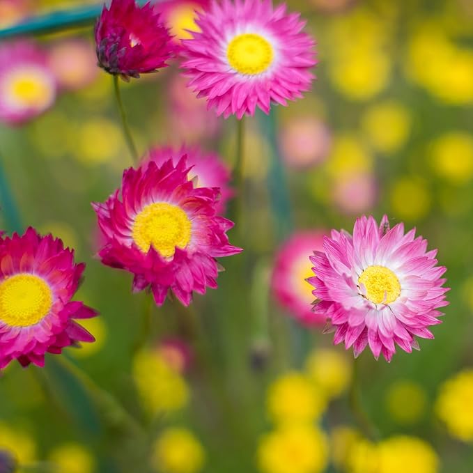 Outsidepride Paper Daisy Rose Helipterum Seeds - 1000 Pcs. Annual Low Maintenance & Pollinator-Friendly, Flower Seeds for Planting Vibrant Blooms for Gardens, Borders & Cut Flowers