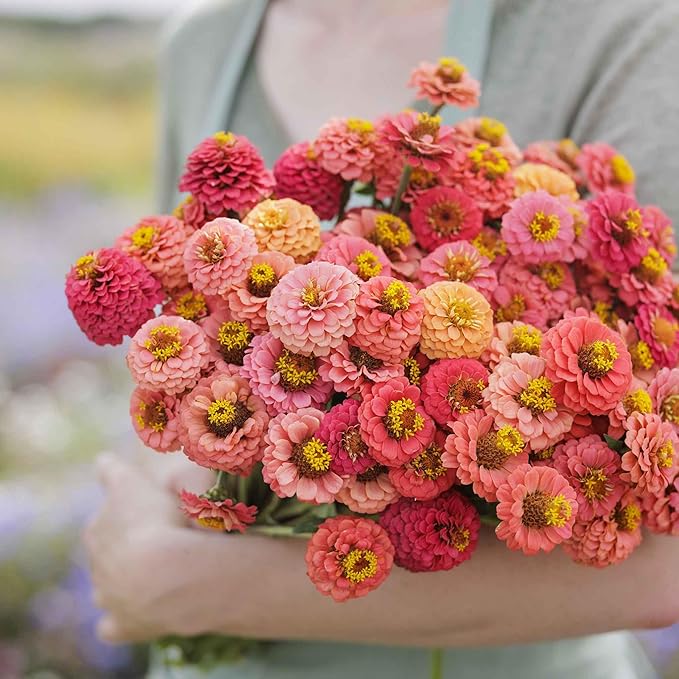 Eden Brothers Zinnia Seeds - Lilliput Salmon, Non-GMO Seeds for Planting, Packet | Low-Maintenance Flower Seeds, Plant During Spring, Zones 3, 4, 5, 6, 7, 8, 9, 10