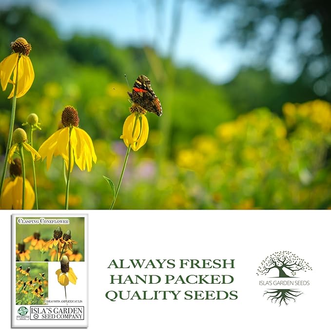 Clasping Coneflower Seeds (Dracopis amplexicaulis) – 1000+ Non-GMO & Heirloom Yellow Flower Seeds for Planting, by Isla’s Garden Seeds, Hardy Native Wildflower, Attracts Pollinators, Gift Idea