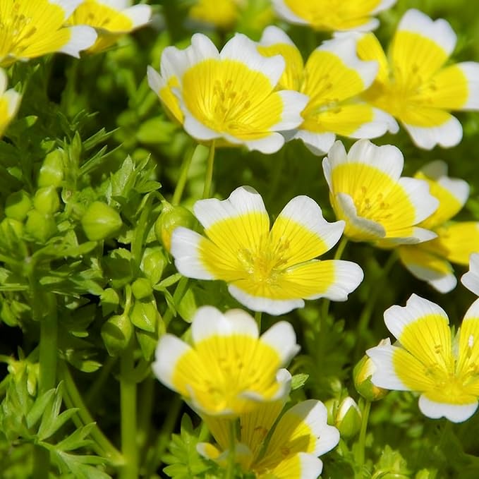 2000+ Limnanthes Douglasii Flower Seeds for Planting, Yellow-White Poached Meadowfoam Plant Seeds, Annual Heirloom Non-GMO Poached Egg Flower Seeds for Home Garden Outdoor