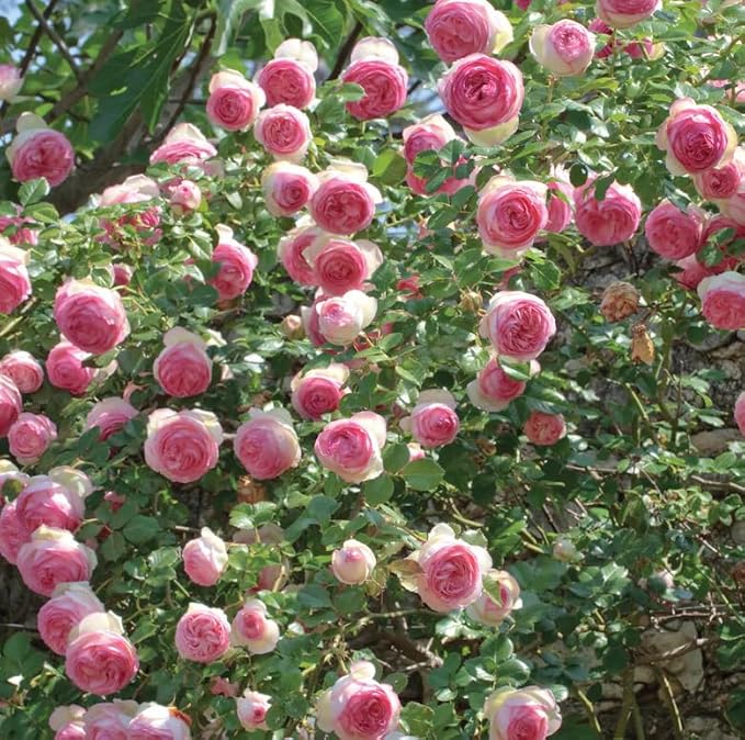 Mix Climbing Rose Rosa Seeds Bush Vine Climber Fragrant Butterfly Rare Non-GMO Heirloom Variety for Your Garden 100pcs