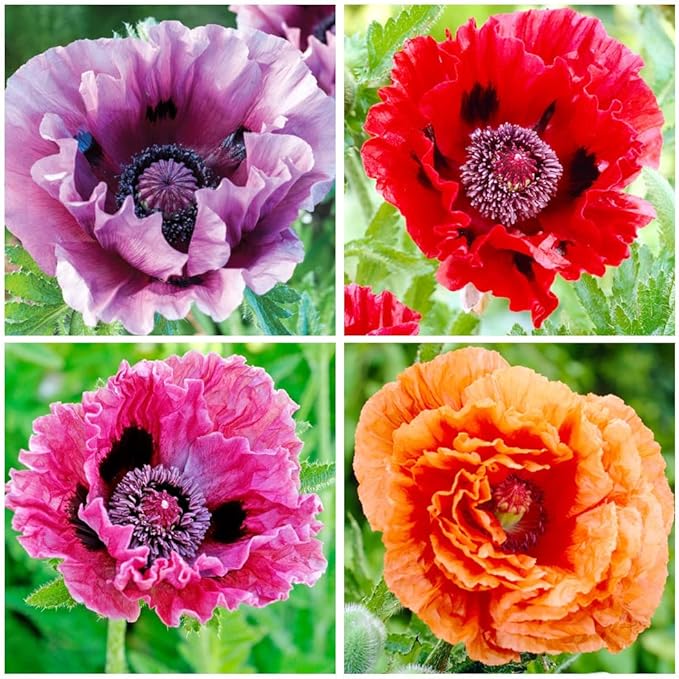 10000+ Perennial Mixed Poppy Flower Seeds for Planting Outdoors-Double Mixture Poppy Garden Non-GMO Heirloom
