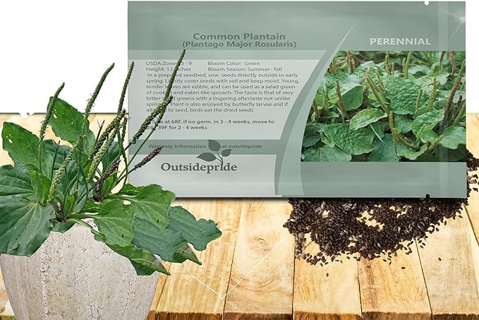 Outsidepride Common Green Plantain Seeds for Planting - 10,000 Pcs Perennial, Easy-to-Grow Herb Seeds for Culinary, Farm & Household Uses, Low-Growing Foliage for Tropical & Subtropical Climates