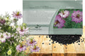 Outsidepride Jewels Rose Nigella Seeds - 2000 Pcs Annual Flower Seeds for Planting with Vibrant Blooms & Lacy, Fern-Like Foliage, Attractive Cut Flower for Small Garden Spaces & Floral Arrangements