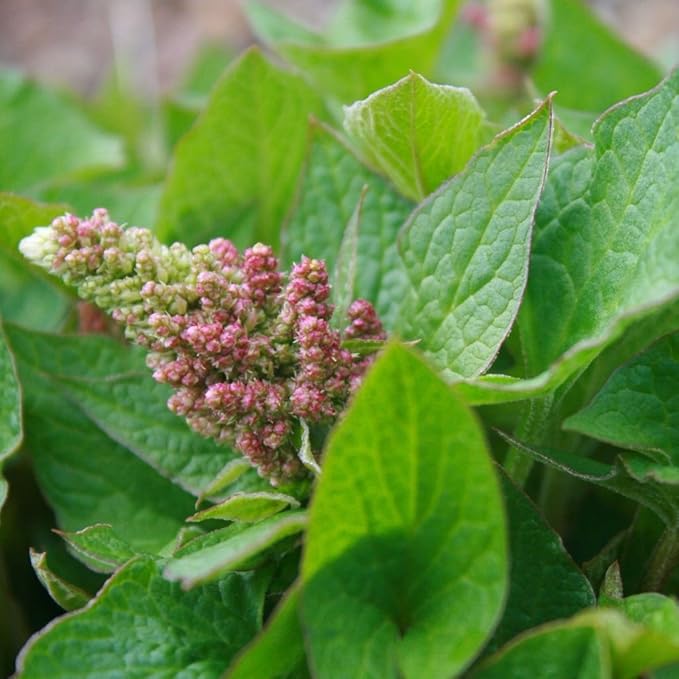 Palm Beach Medicinal Herbs - Good King Henry (Chenopodium Bonus-henricus) - Packet of 30 Seeds