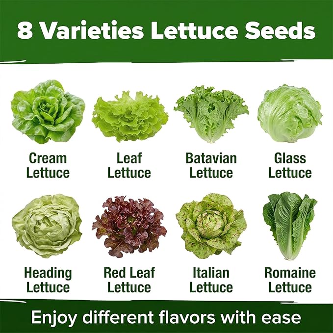 LUOJIBIE Lettuce Seeds for Planting Outdoors, Vegetable Garden Seeds, 8 Varieties Non-GMO Heirloom Lettuce Seeds (Romaine, Red Leaf, Italian, Batavian, and More) for Fresh Salad Greens, Fast Growing