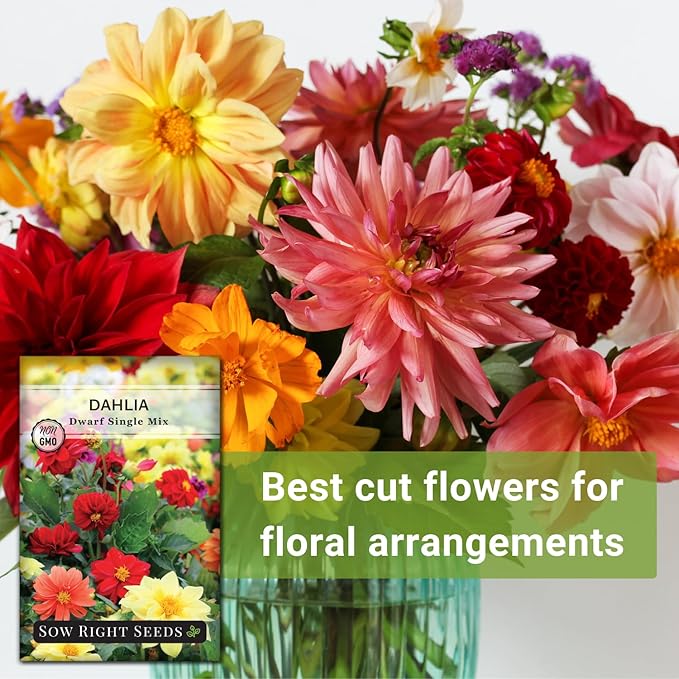 Sow Right Seeds - Dwarf Single Mix Dahlia Flower Seeds for Planting - Non-GMO Heirloom Packet - Rare Colors to Attract Pollinators - Cut and Come Again - Symmetrical Blooms Great for Bouquets (2)