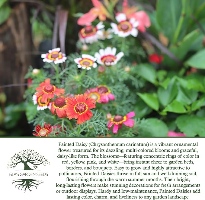 Painted Daisy Flower Seeds (Chrysanthemum carinatum) – 500+ Non-GMO Heirloom Seeds by Isla’s Garden Seeds, Bold Multicolor Blooms, Great for Borders, Pollinator-Friendly, Cottage Gardens
