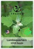 TP Seed Lambs Quarters Seed for Planting - Ideal for Medicinal Planting - Herb Gardens (Chenopodium Album) Goosefoot 1000 Seeds Lambsquarters